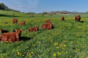 SCHNEIDER’S Rotes Höhenvieh