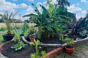 Schneider&lsquo;s exotische Pflanzen