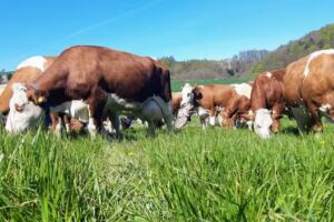 Schneiders kleine Farm