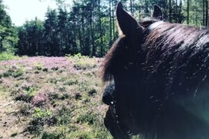 Steffi’s Felldecken Waschservice