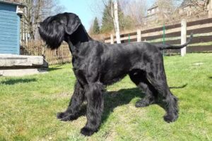 Tierarztpraxis Matthias Schneider