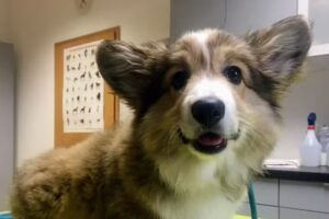 Tierarztpraxis Schneidersgarten, N.Hänsch & S.Hintze GbR