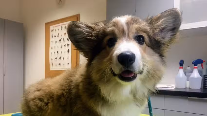 Tierarztpraxis Schneidersgarten, N.H&auml;nsch & S.Hintze GbR