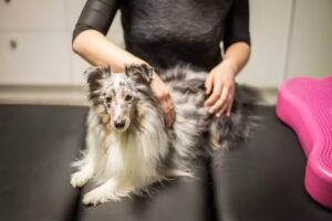 Tierphysiotherapie-Trier Annika Schneider (geb. Flöck)