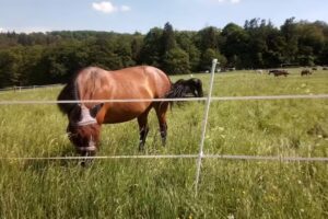 TSV Bleidenstadt 1901 Budoverein Hans Schneider