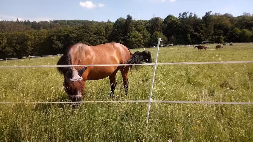 TSV Bleidenstadt 1901 Budoverein Hans Schneider