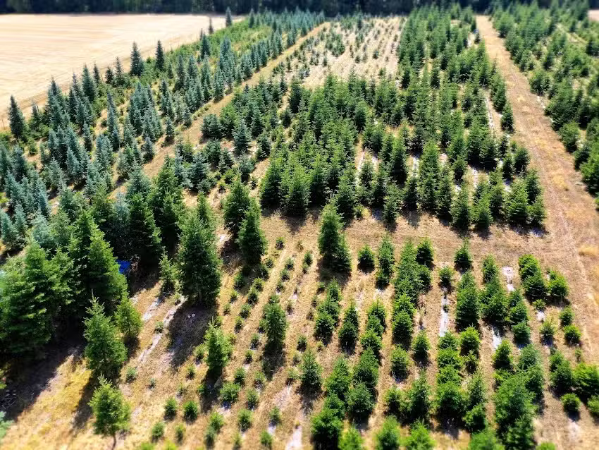 Weihnachtsbaumverkauf Schneider